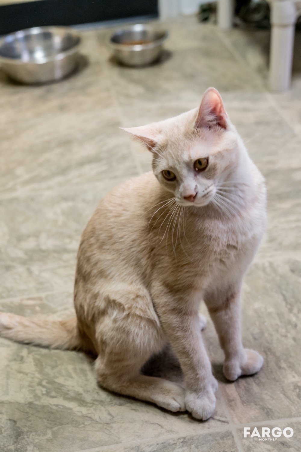 6 Adoptable Cats From CATS Cradle Shelter Fargo Monthly