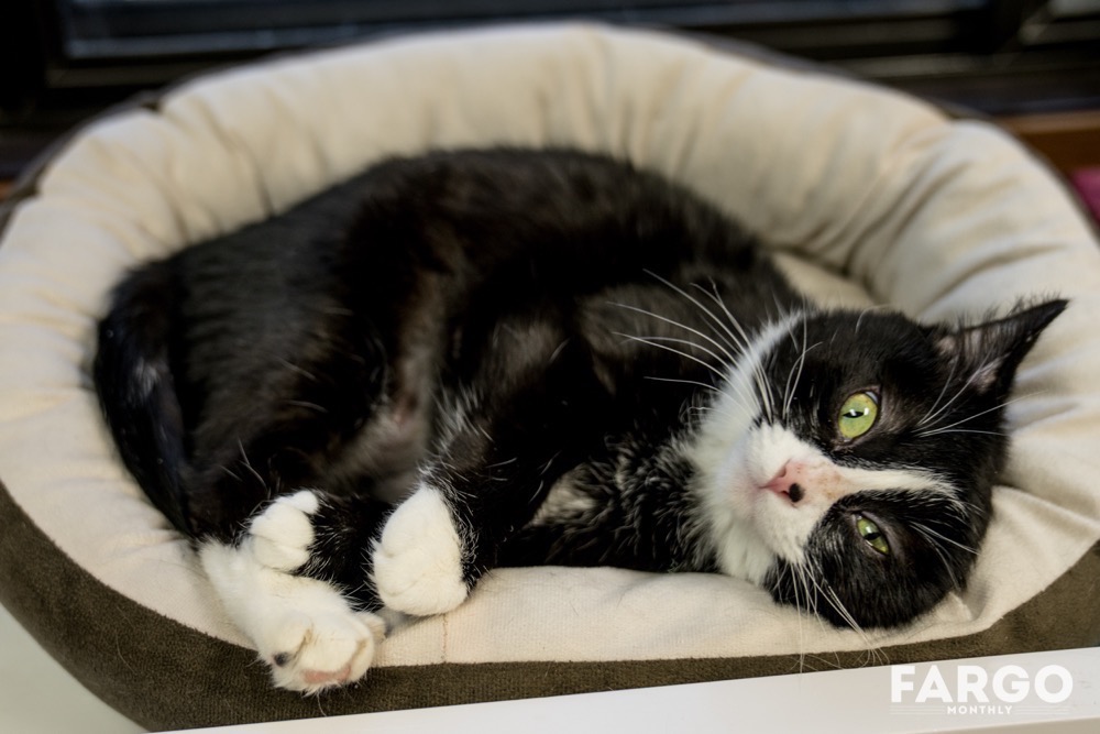 6 Adoptable Cats From CATS Cradle Shelter Fargo Monthly